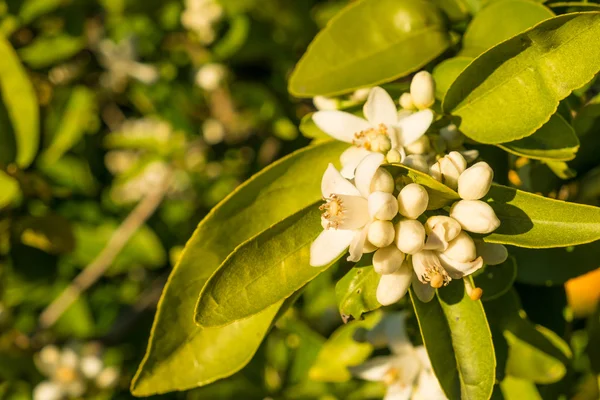 Portakal ve limon çiçekleri ağaç