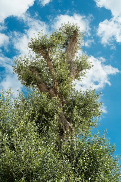 Centennial olive tree — Stock Photo, Image