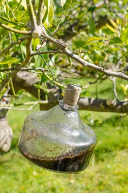 Geleneksel narenciye ağacı sinek tuzağı