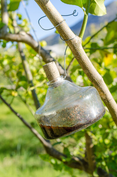 Traditional citrus tree fly trap