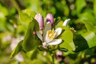 Azahar çiçeği görünümü