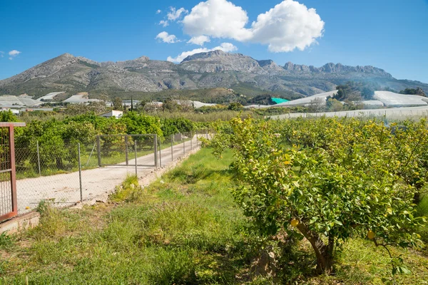 Citrus fruit plantation — Stock Photo, Image