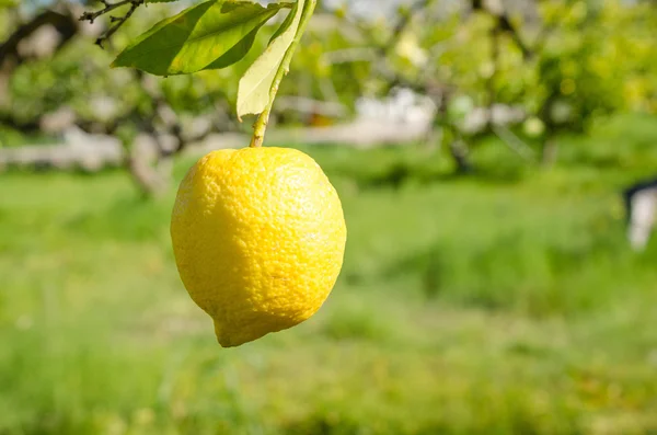 Лемон на плантации крупным планом — стоковое фото