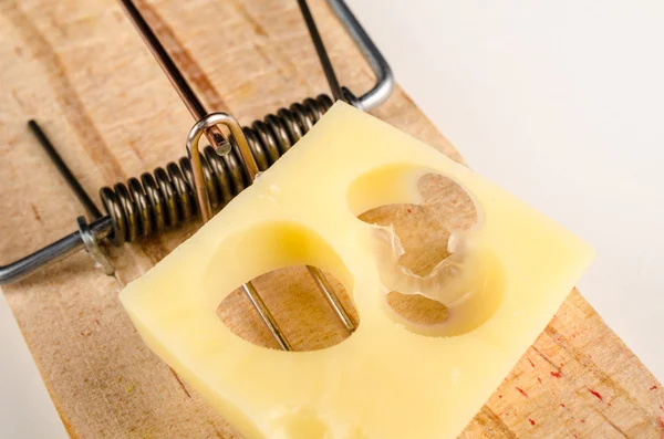Cheese on a mouse trap — Stock Photo, Image