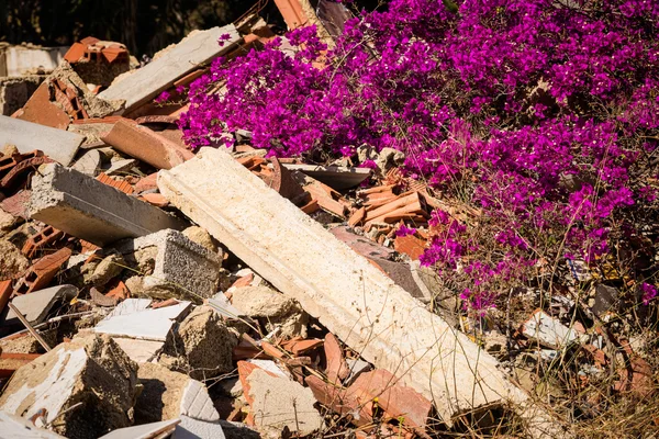 La naturaleza regresando — Foto de Stock