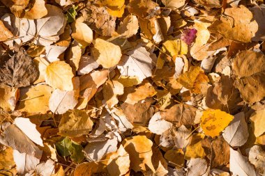 Sarı sonbahar yaprakları