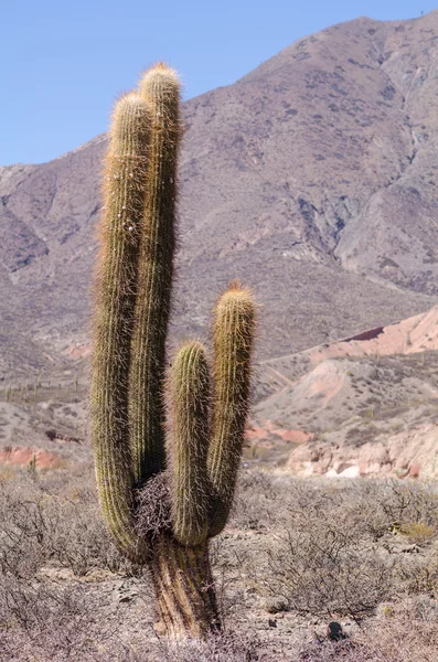 Teleskopická klbová kaktusů v národním parku — Stock fotografie