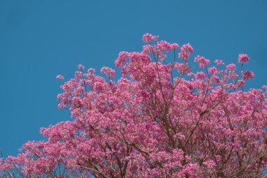 pembe trompet ağaç
