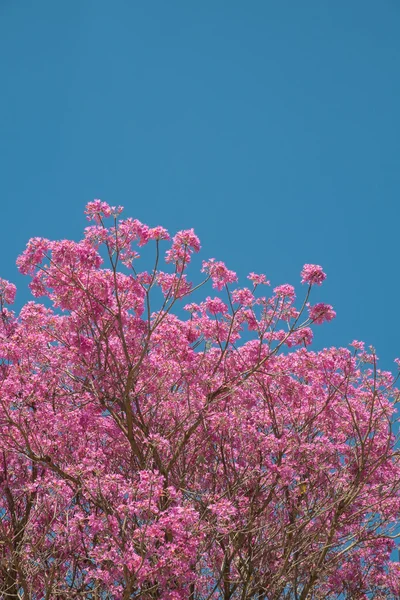 Pink trumpet tree — Stock Photo, Image