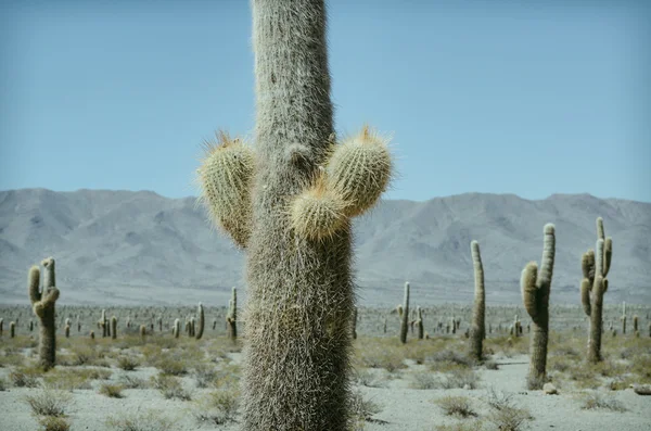 Parque nacional Los cardones — Fotografia de Stock