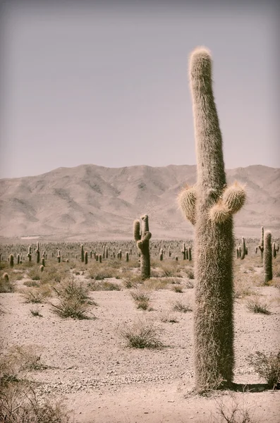 Los Cardones National Park — Stock Photo, Image