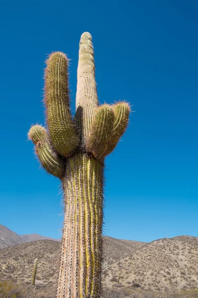 Cardon cacto no parque nacional — Fotografia de Stock