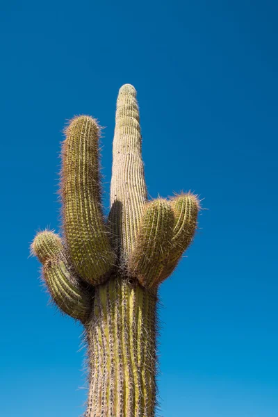 Cardon cactus in national park — Stock Photo, Image