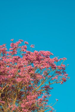 pembe trompet ağaç