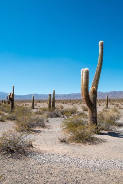 Los cardones Milli Parkı