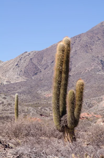 Cacti andino no parque nacional — Fotografia de Stock