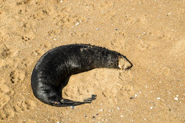 Dead seal on beach — Stock Photo, Image