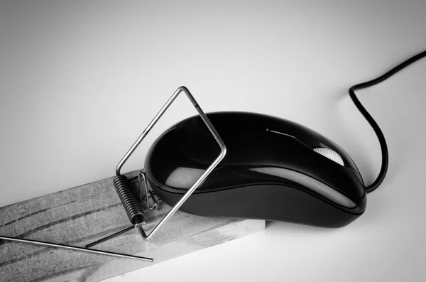Computer mouse in a trap — Stock Photo, Image