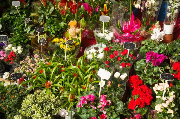 Rostliny a květiny uvnitř skleníku — Stock fotografie