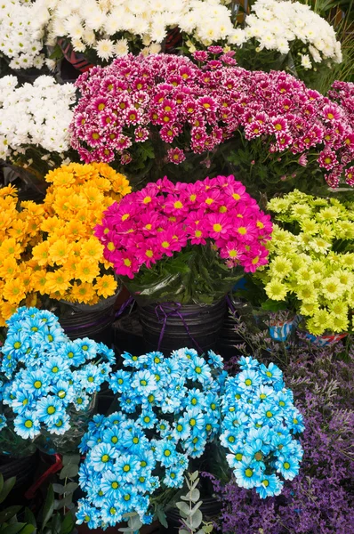 Květiny na stánku v tržnici — Stock fotografie