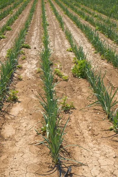 Plantation — Stockfoto