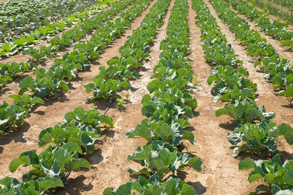 Vegetabiliska plantage — Stockfoto