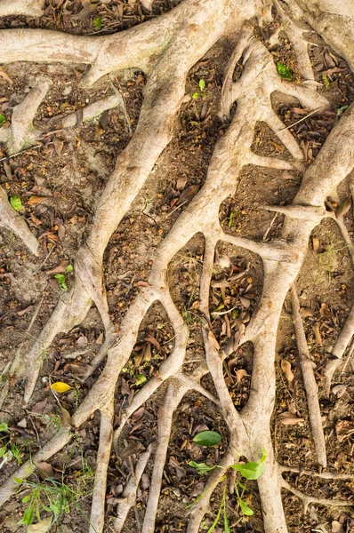 Aerial roots — Stock Photo, Image