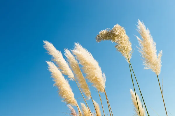 Pampas gras — Stockfoto