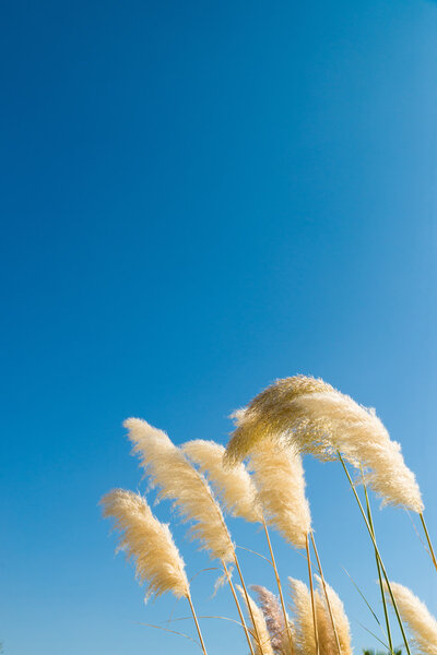 Pampas grass