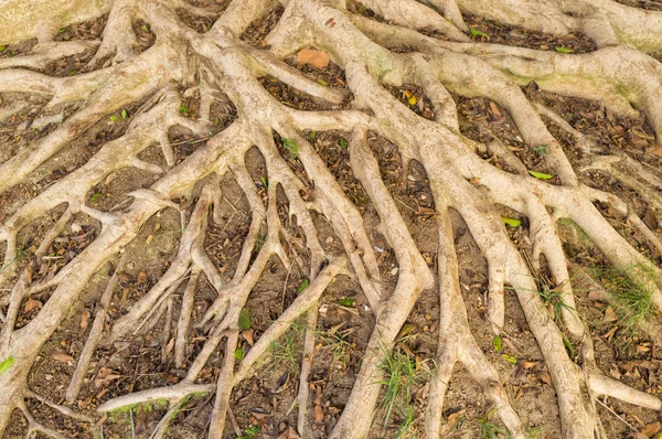 Aerial roots — Stock Photo, Image