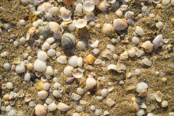 许多小贝壳 — 图库照片