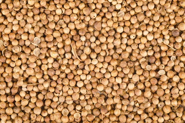 Coriander seeds — Stock Photo, Image