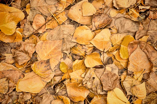 Autumn leaves — Stock Photo, Image