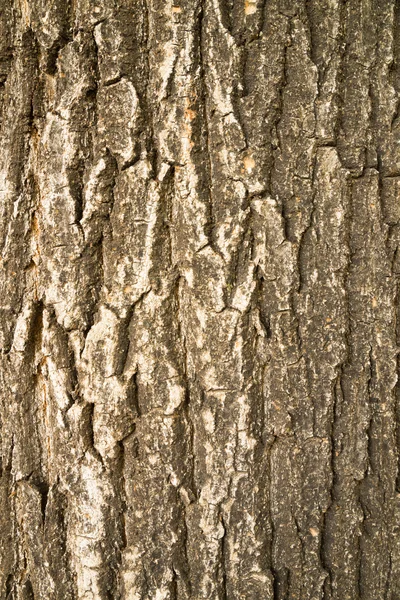 Corteccia di un pino — Foto Stock