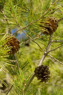 Akdeniz çam ağacı