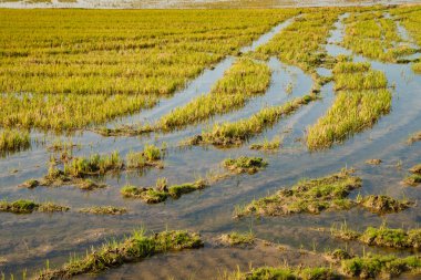 Sular altında pirinç alan
