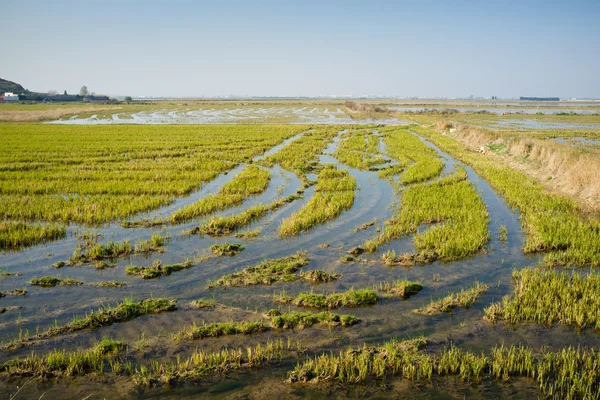 Översvämmade risfält — Stockfoto