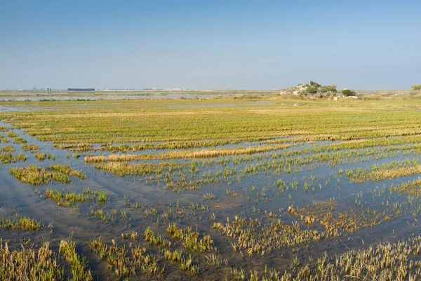 Översvämmade risfält — Stockfoto