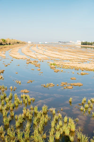 Översvämmade ris pady — Stockfoto