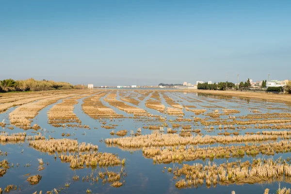 Pré de riz inondée — Photo