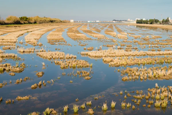 Översvämmade ris pady — Stockfoto