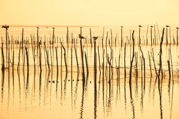 Ήρεμα νερά του Albufera — Φωτογραφία Αρχείου