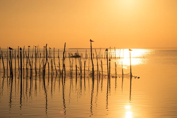 Puesta de sol en la laguna de Albufera — Foto de Stock