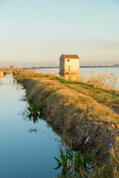 Flooded rice paddy