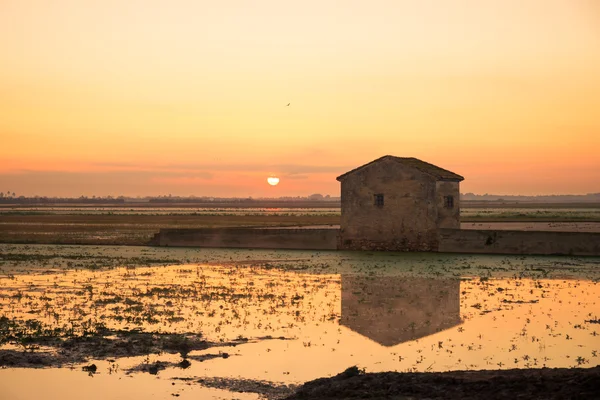 Reisfelder bei Sonnenaufgang — Stockfoto