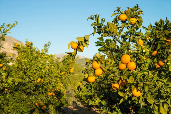 Апельсин, нагруженный спелыми плодами — стоковое фото