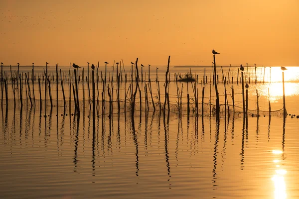 Coucher de soleil sur la lagune d'Albufera — Photo