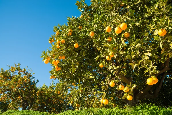 Orange tree loaded with ripe fruits — Stock Photo, Image