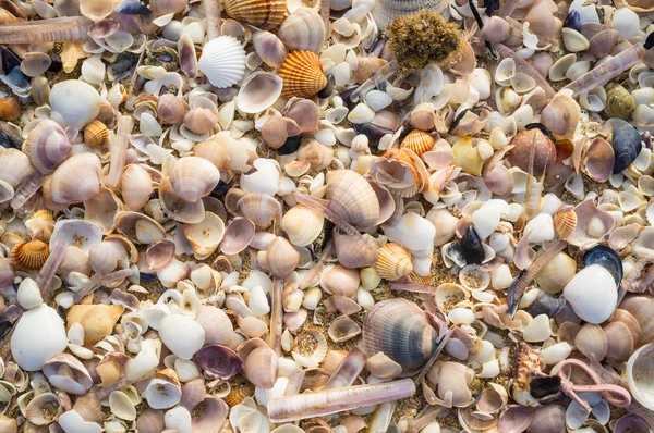 Different types of shells — Stock Photo, Image