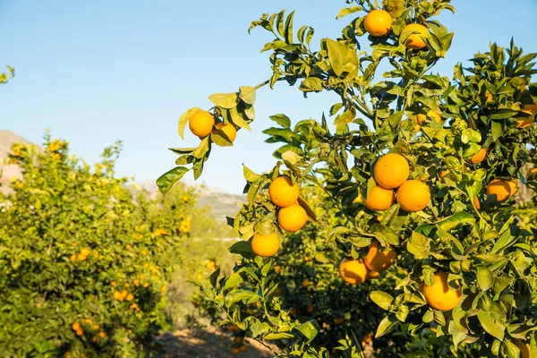 Orange plantation with trees — Stock Photo, Image